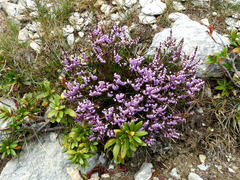 Ericeae