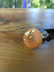 Leucoagaricus rubrotinctus