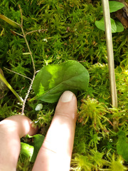 Pyrola elliptica