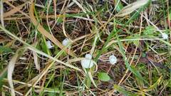 Marasmius rotula