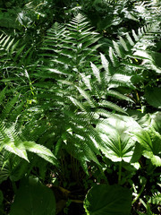 Dryopteris celsa