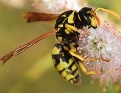 Polistes gallicus