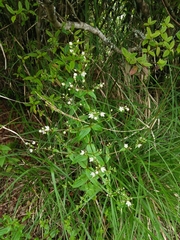 Swertia macrosperma