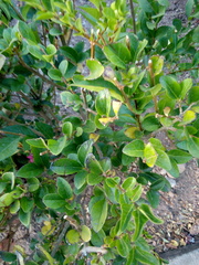 Euonymus japonicus