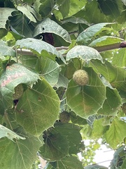 Platanus occidentalis