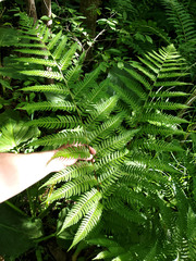 Dryopteris celsa