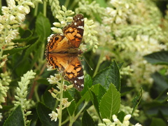 Vanessa virginiensis