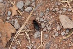 Carabidae
