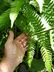 Dryopteris celsa