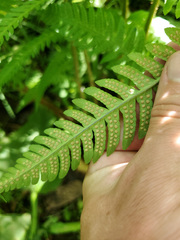 Dryopteris celsa