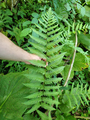 Dryopteris celsa