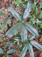 Quercus sessilifolia