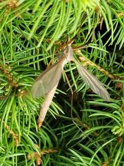 Tipula oleracea