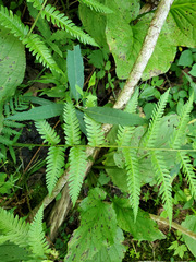 Dryopteris celsa