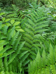 Dryopteris celsa image