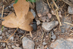 Carabidae