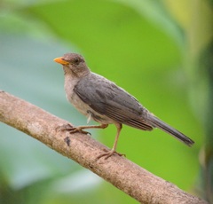 Turdus pelios