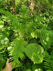 Dryopteris celsa