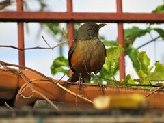 Turdus rufiventris