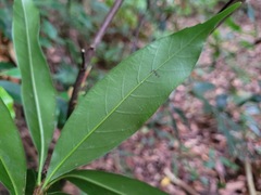 Quercus sessilifolia