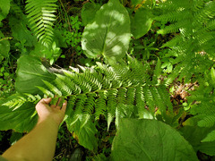 Dryopteris celsa