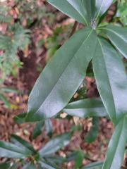 Quercus sessilifolia