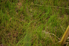 Pilularia globulifera