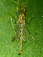 Chironominae
