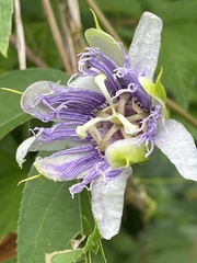 Passiflora incarnata