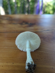 Leucoagaricus rubrotinctus