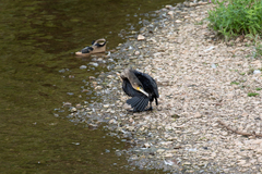 Phalacrocorax carbo