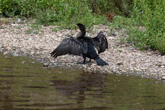 Phalacrocorax carbo
