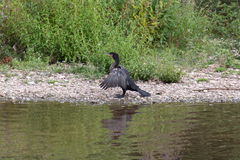 Phalacrocorax carbo