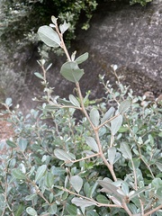 Elaeagnus oldhamii