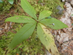 Lysimachia borealis