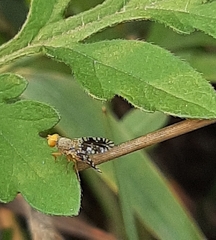 Tephritidae