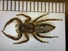 Platycryptus undatus