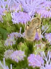 Lasioglossum pilosum