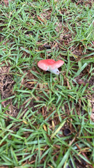 Russula