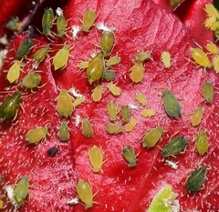 Aphis