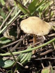 Agrocybe