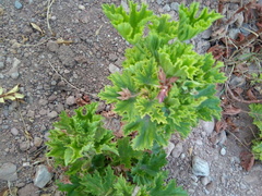 Pelargonium