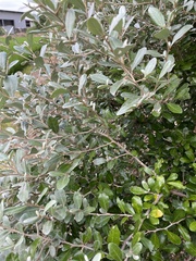 Elaeagnus oldhamii