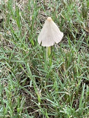 Conocybe