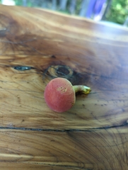 Hortiboletus rubellus