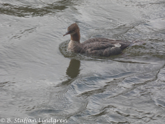 Mergus merganser