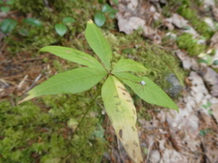Lysimachia borealis