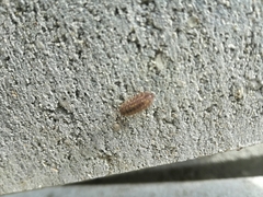 Oniscus asellus