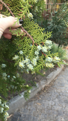 Platycladus orientalis