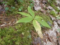 Lysimachia borealis